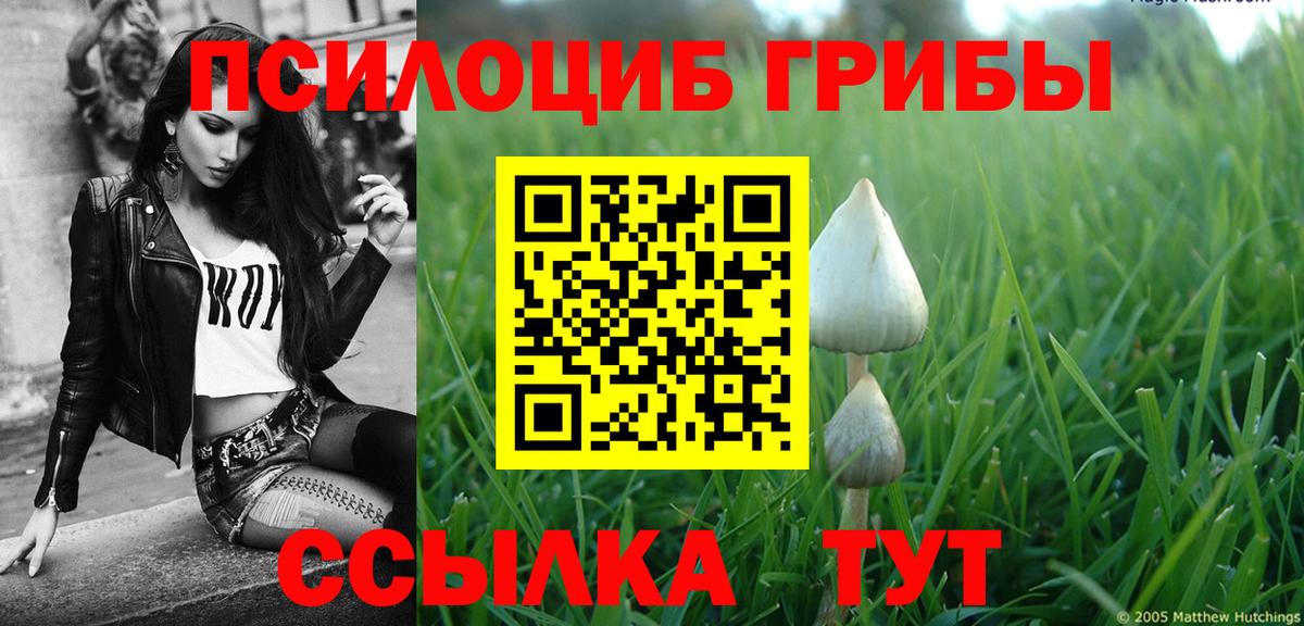 Галлюциногенные грибы Psilocybe Амурск